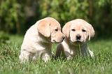LABRADOR 1147